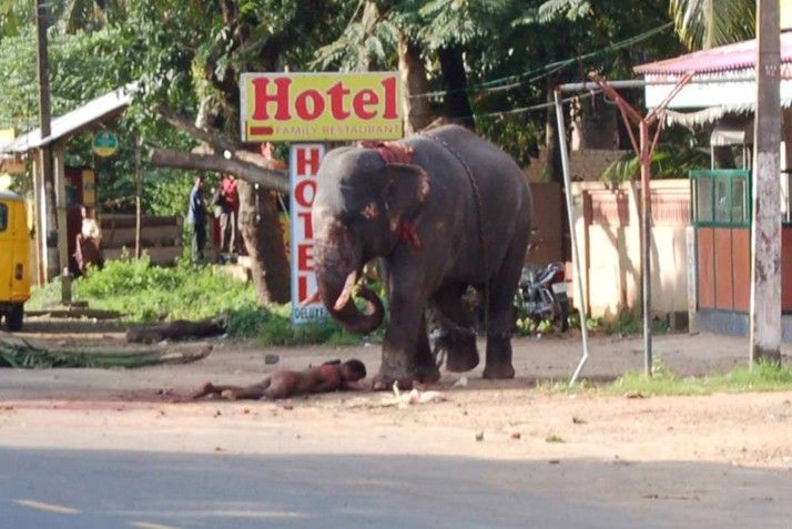 elephant1.jpg
